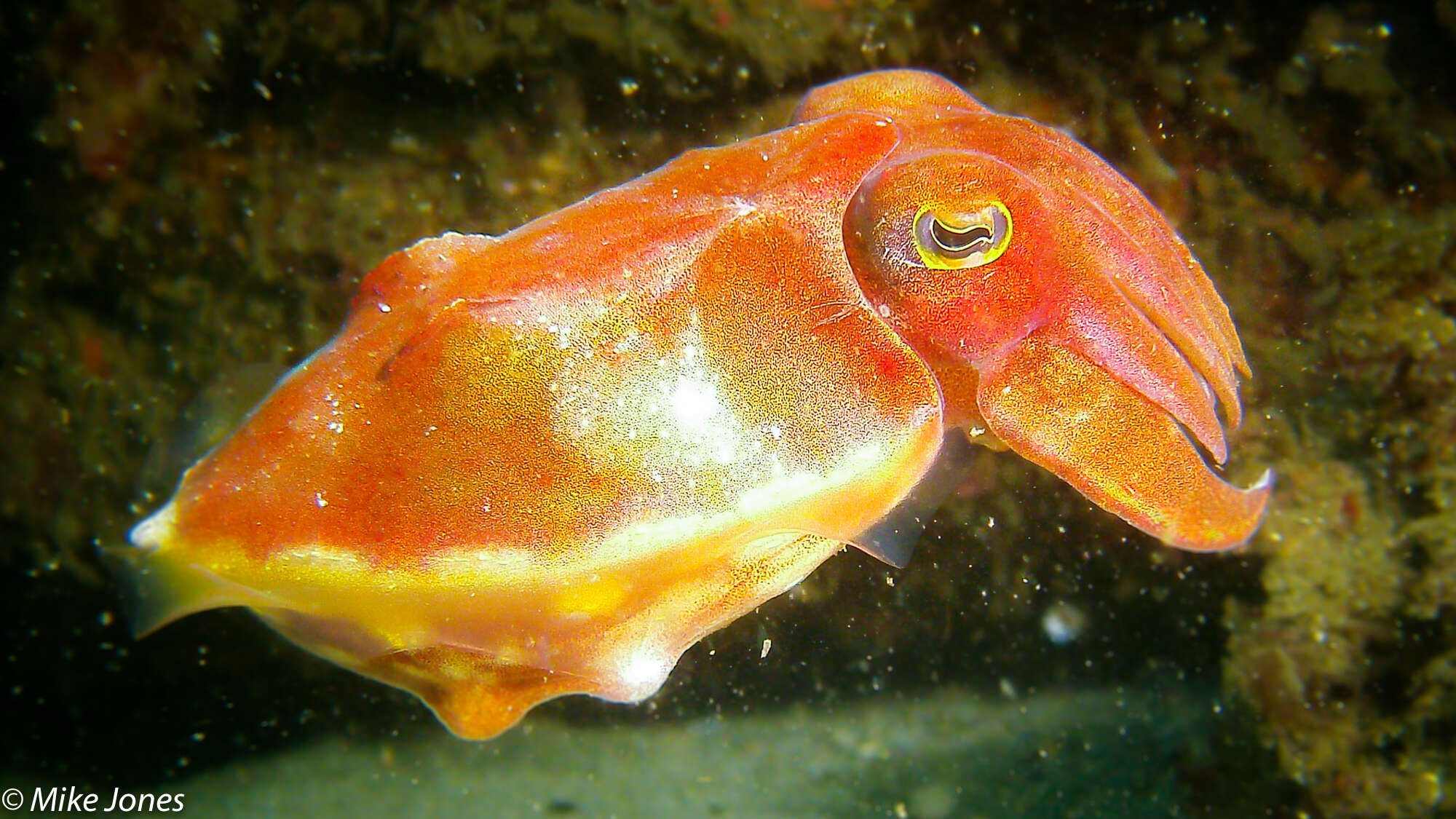 Image of Reaper cuttlefish