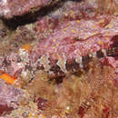 Image of New Zealand Scaly-headed Triplefin