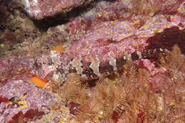 Image of New Zealand Scaly-headed Triplefin