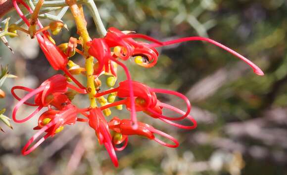 Image of Grevillea dielsiana C. A. Gardner