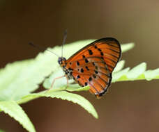 Image of Acraea zitja Boisduval 1833