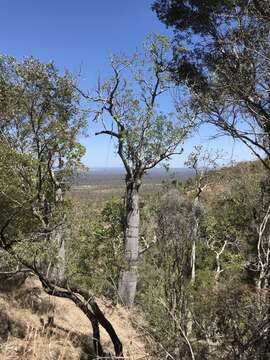 Imagem de Brachychiton australis (Schott & Endl.) Terracino