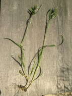 Image de Sclerochloa