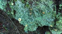 Image de Lichenomphalia umbellifera (L.) Redhead, Lutzoni, Moncalvo & Vilgalys 2002