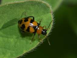 Sivun Cerotoma atrofasciata Jacoby 1879 kuva