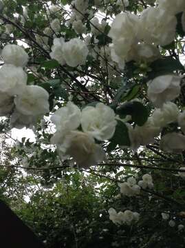 Plancia ëd Philadelphus coronarius L.