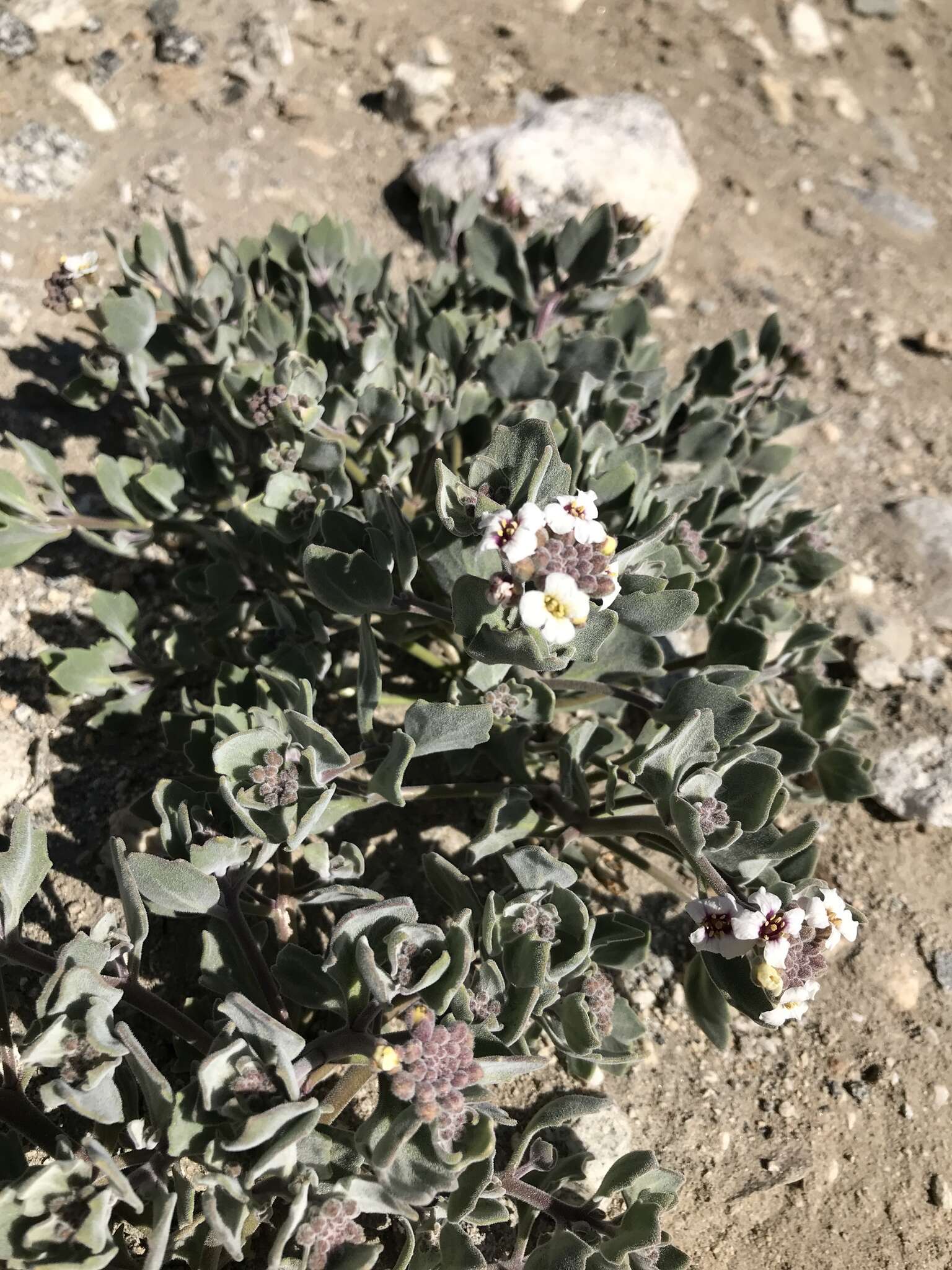 Слика од Christolea crassifolia Cambess.