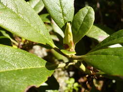 Image of Rhododendron aureum Georgi