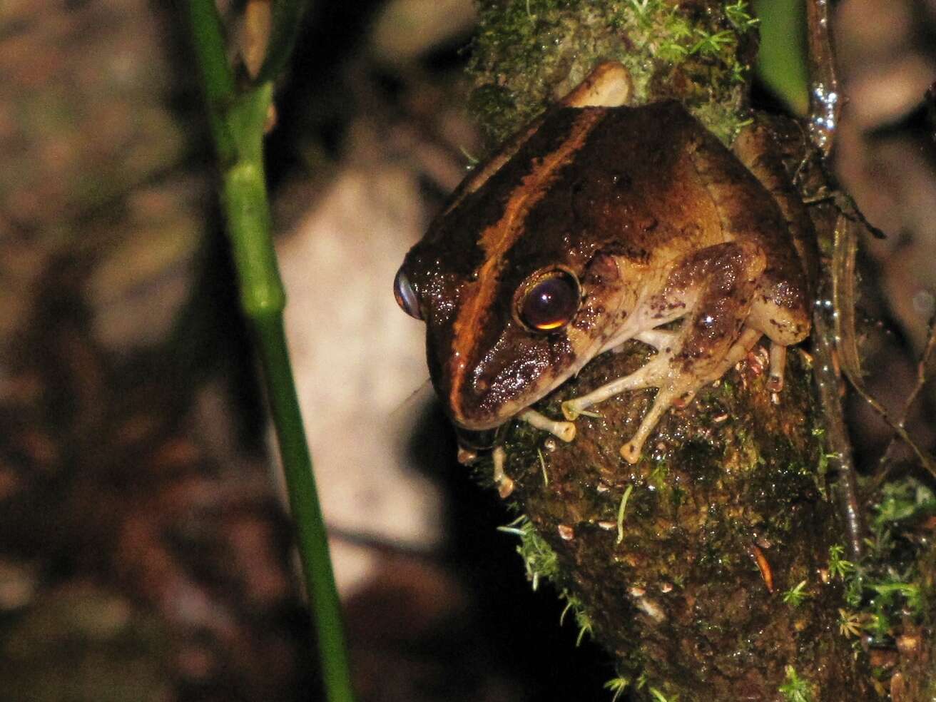 Image of Long-legged Streamfrog