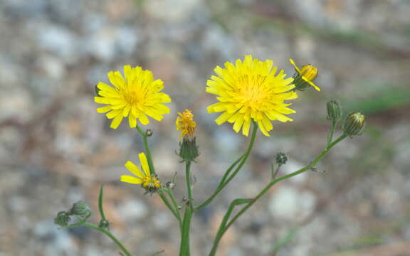 Image of narrowleaf hawksbeard