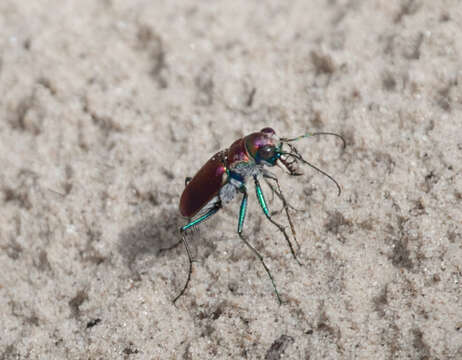 Image of Cicindela (Cicindela) formosa pigmentosignata W. Horn 1930