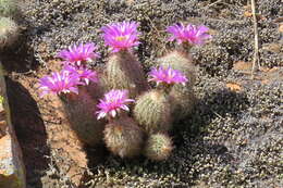 Image of Echinocereus reichenbachii var. baileyi (Rose) N. P. Taylor