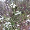 Image of Anthocercis angustifolia F. Müll.