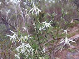 Image of Anthocercis angustifolia F. Müll.