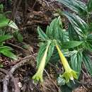 Plancia ëd Lithospermum notatum (I. M. Johnst.) J. I. Cohen