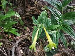 Слика од Lithospermum notatum (I. M. Johnst.) J. I. Cohen