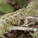 Sivun Hymenophyllum frankliniae Col. kuva