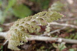 Image of Hymenophyllum frankliniae Col.