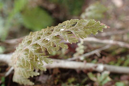 صورة Hymenophyllum frankliniae Col.