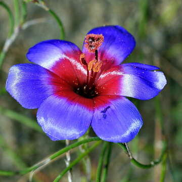 Image of Geissorhiza eurystigma L. Bolus