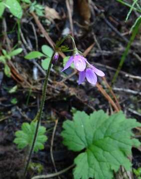 Image of Primula matthioli subsp. sibirica (Andrz. ex Besser) Kovt.