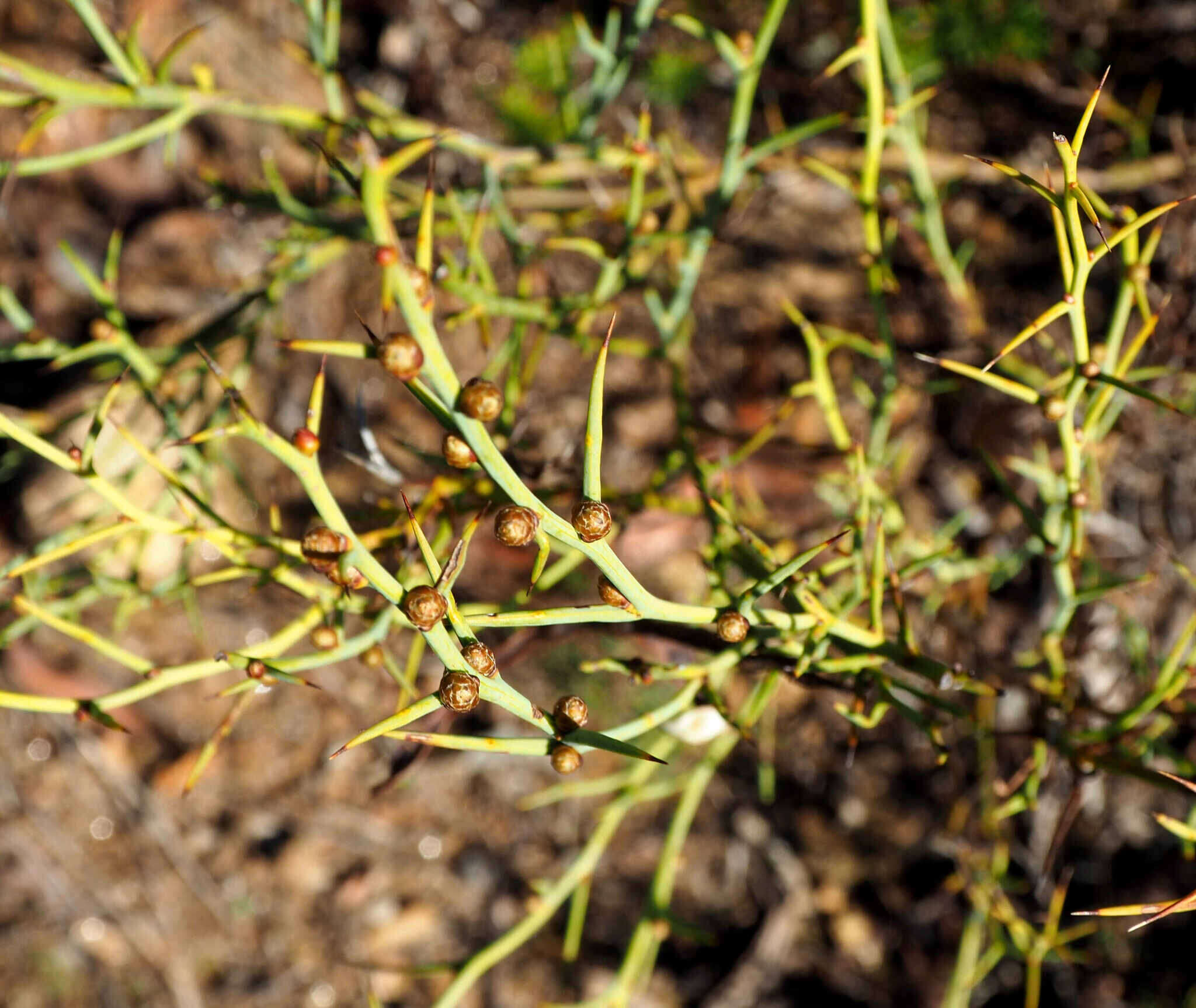 Image de Acacia continua Benth.