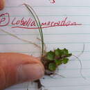 Image of Lobelia macrodon (Hook. fil.) Lammers
