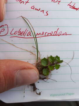 Image of Lobelia macrodon (Hook. fil.) Lammers