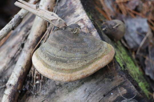 Image of Phellinus hartigii (Allesch. & Schnabl) Pat. 1903