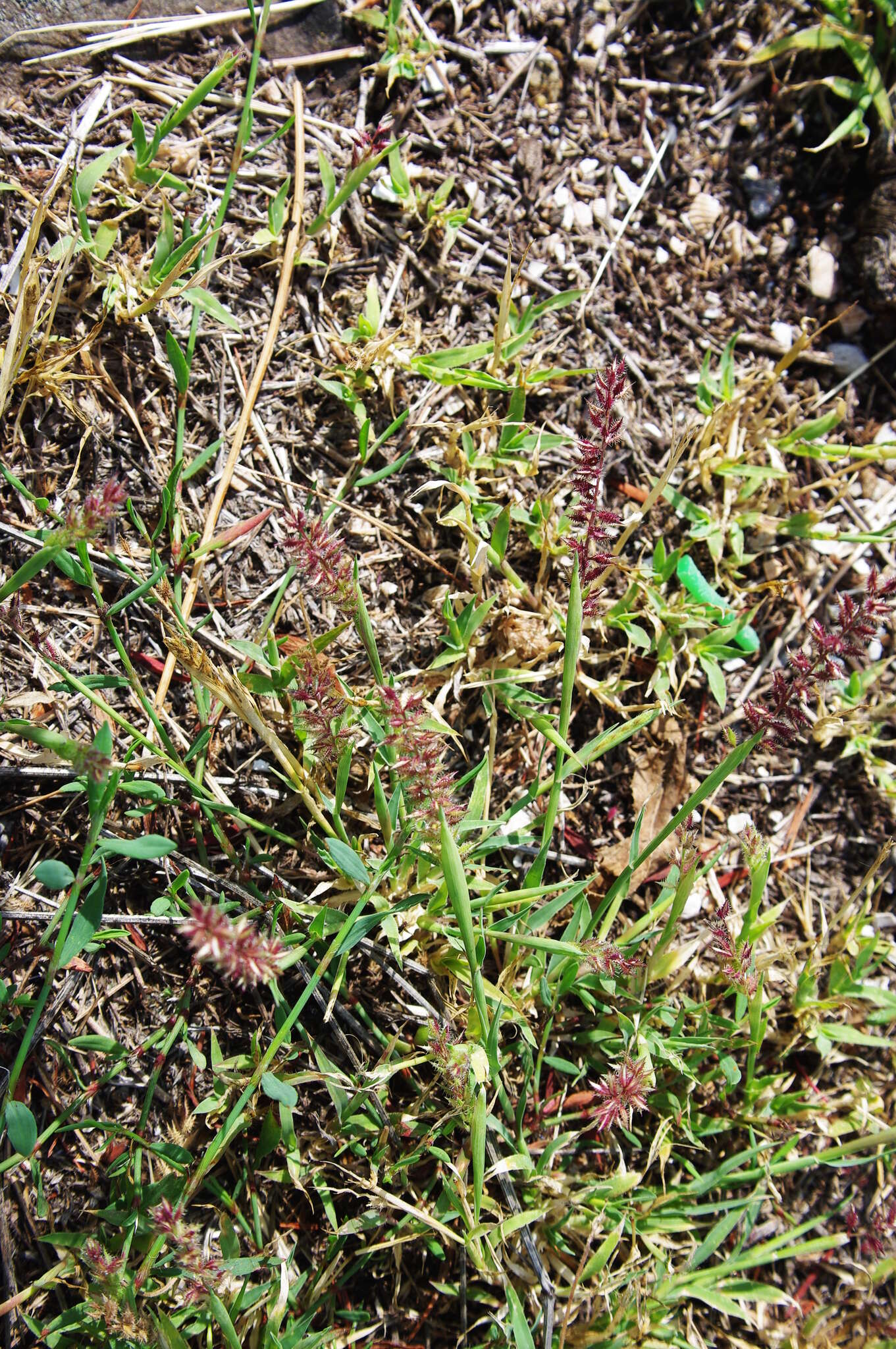 Image of stalked bur grass