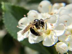 Image of Nude Andrena