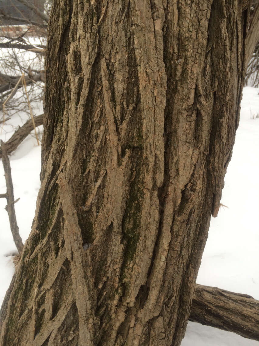 Image of black locust