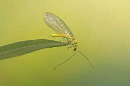 Image of Italochrysa insignis (Walker 1853)