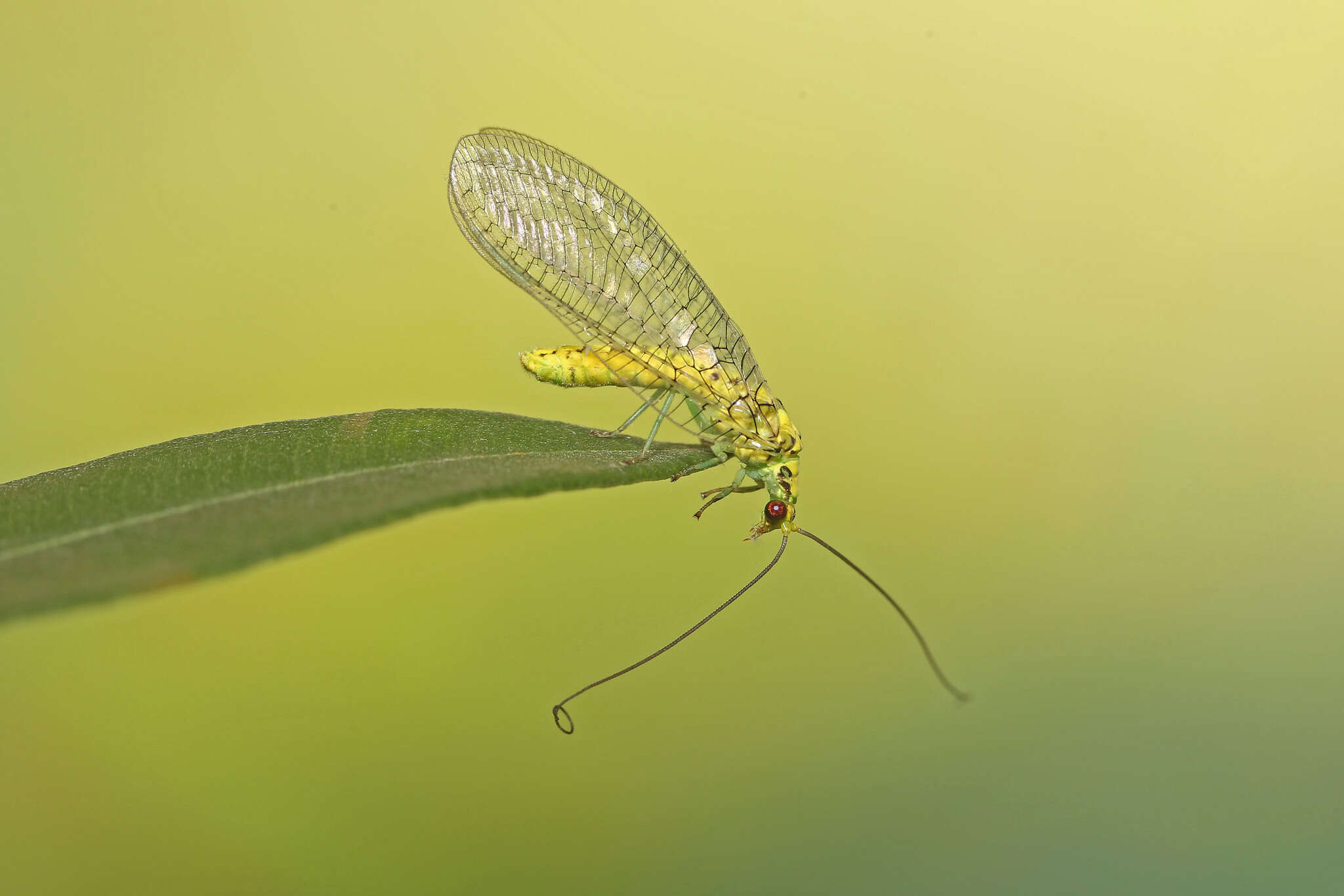 Image of Italochrysa insignis (Walker 1853)