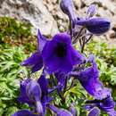 Image of Delphinium caucasicum C. A. Mey.