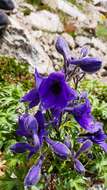 Image of Delphinium caucasicum C. A. Mey.