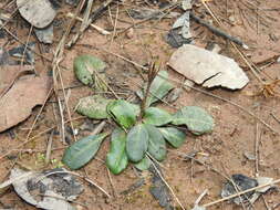 Sivun Brunoniella acaulis (R. Br.) Bremek. kuva