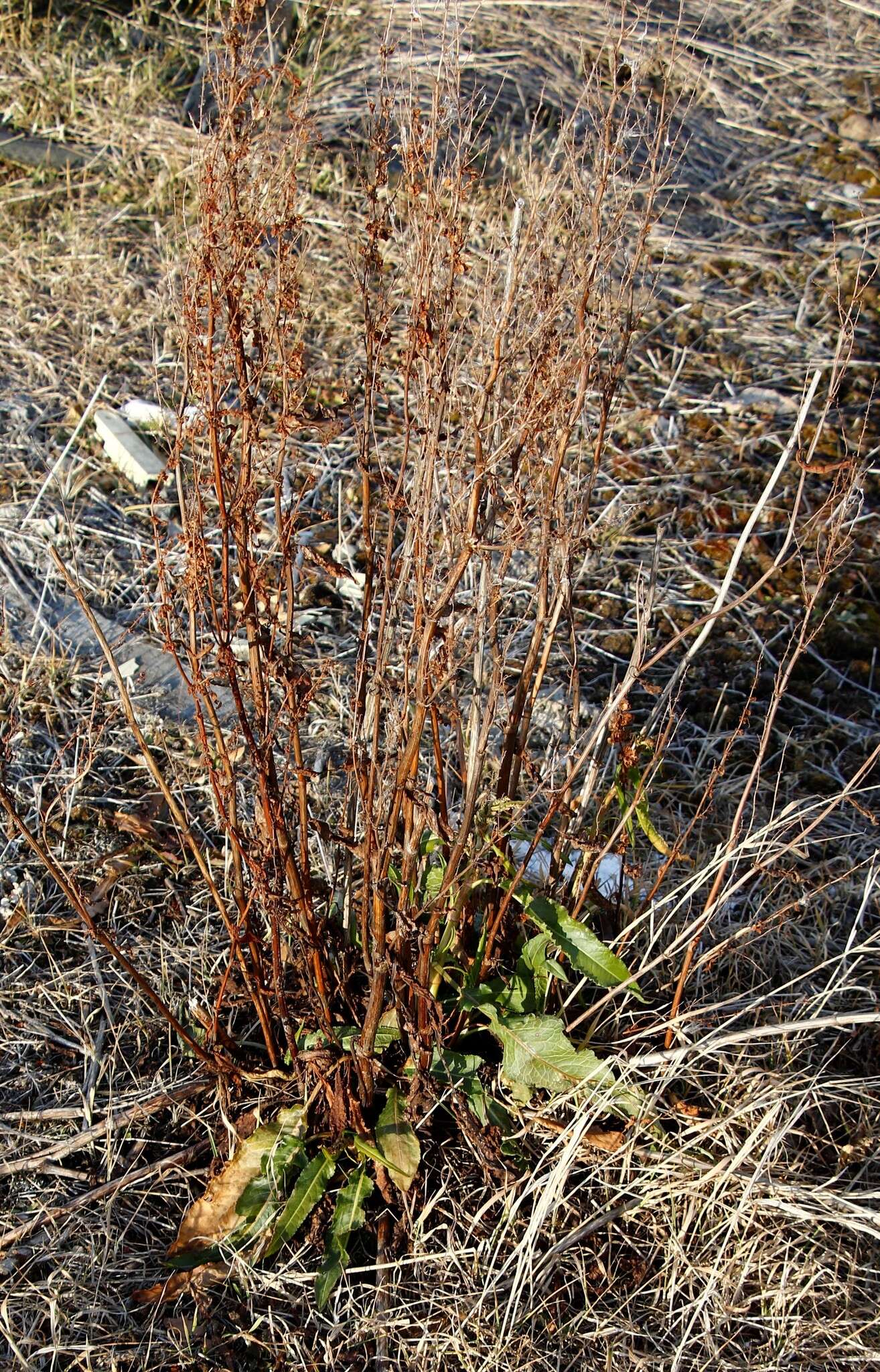 Image de Rumex stenophyllus Ledeb.