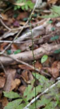 Image of Texas screwstem