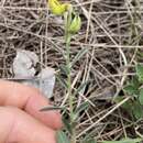 صورة Crotalaria brevis Domin