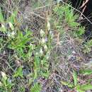 Image of windmill fringed gentian