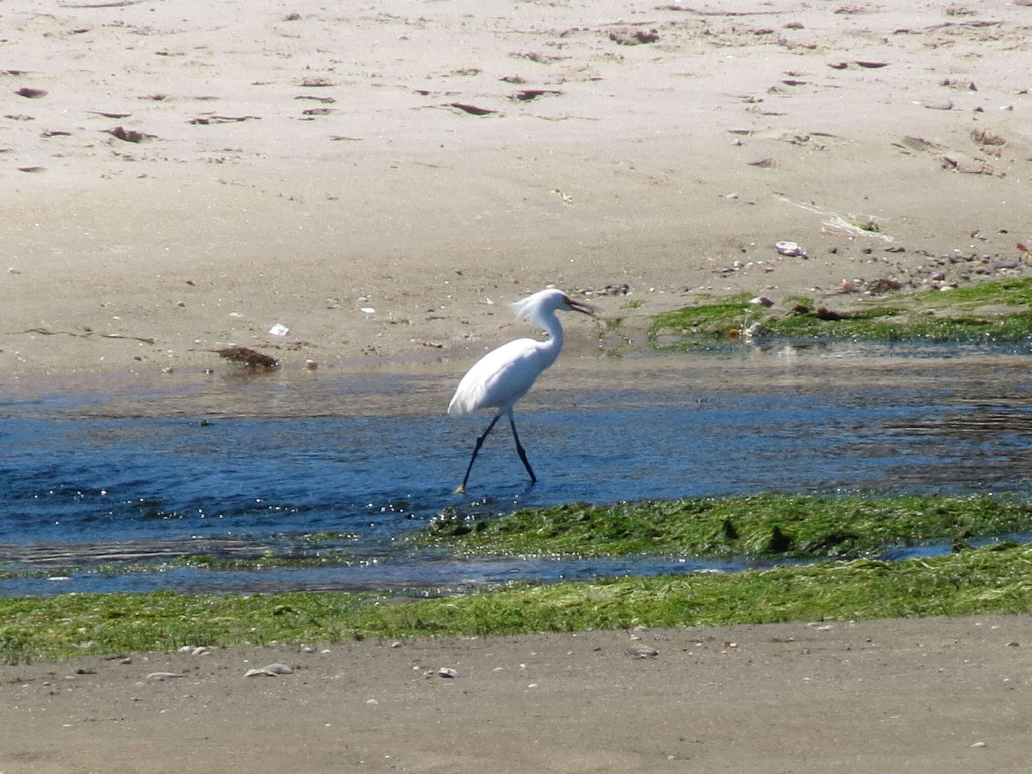 Image of Egretta Forster & T 1817