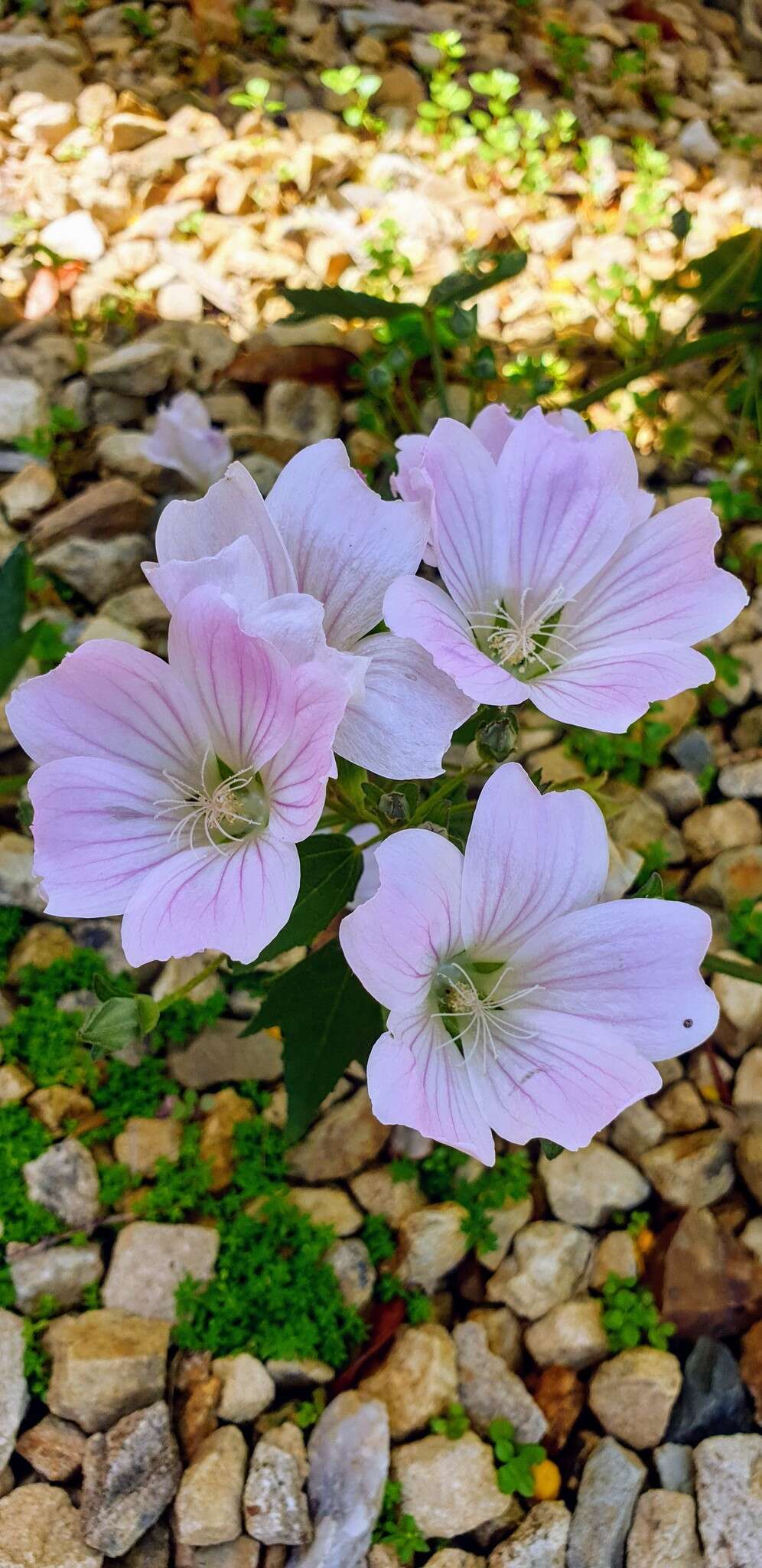 Image de Malva weinmanniana (Besser ex Rchb.) Conran