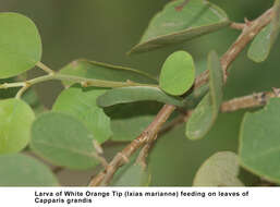 Image de Capparis grandis L. fil.