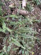 Image of Macrae's Spleenwort