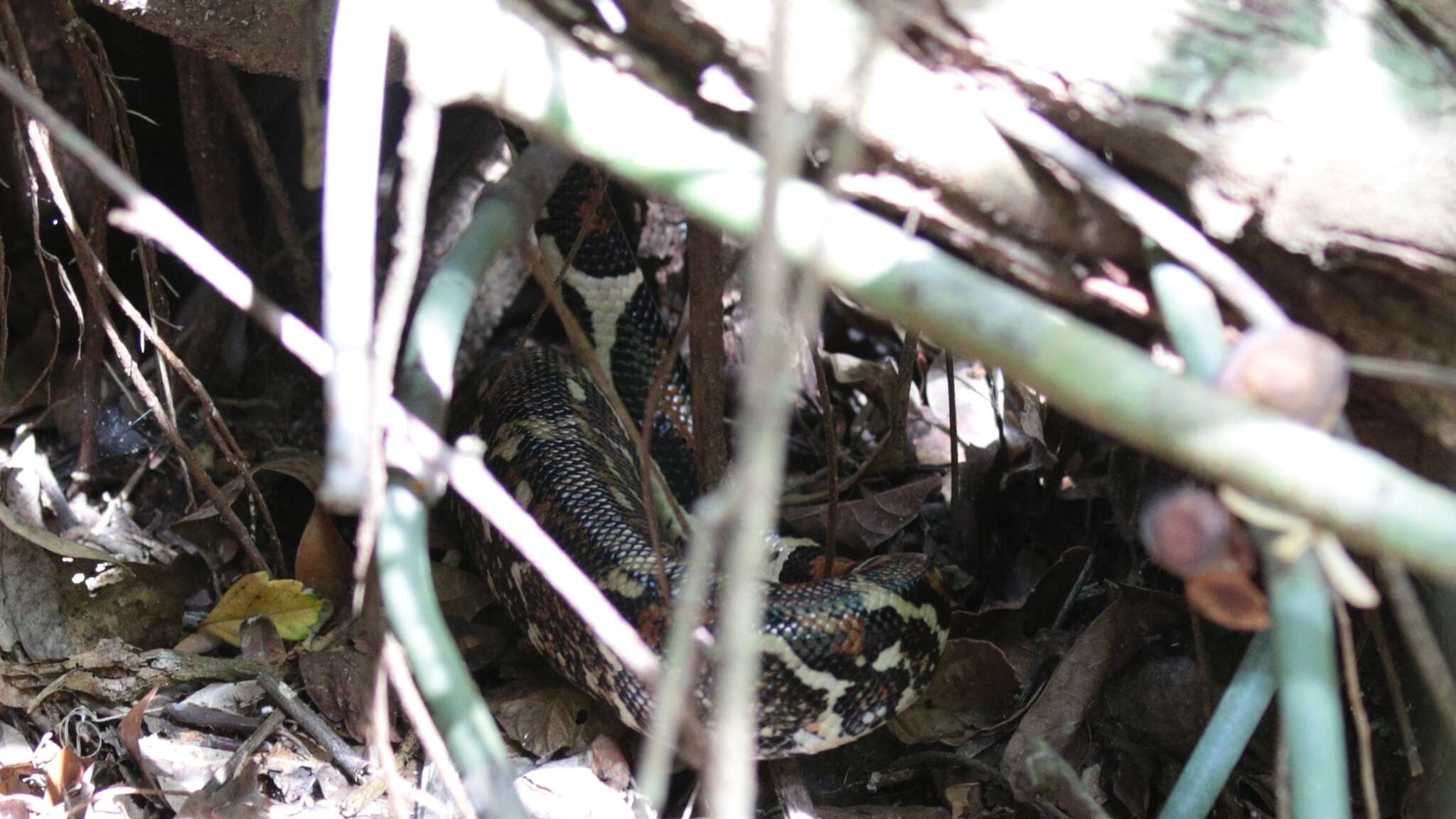 Image of Arabesque Boa