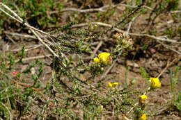 صورة Aspalathus millefolia R. Dahlgren