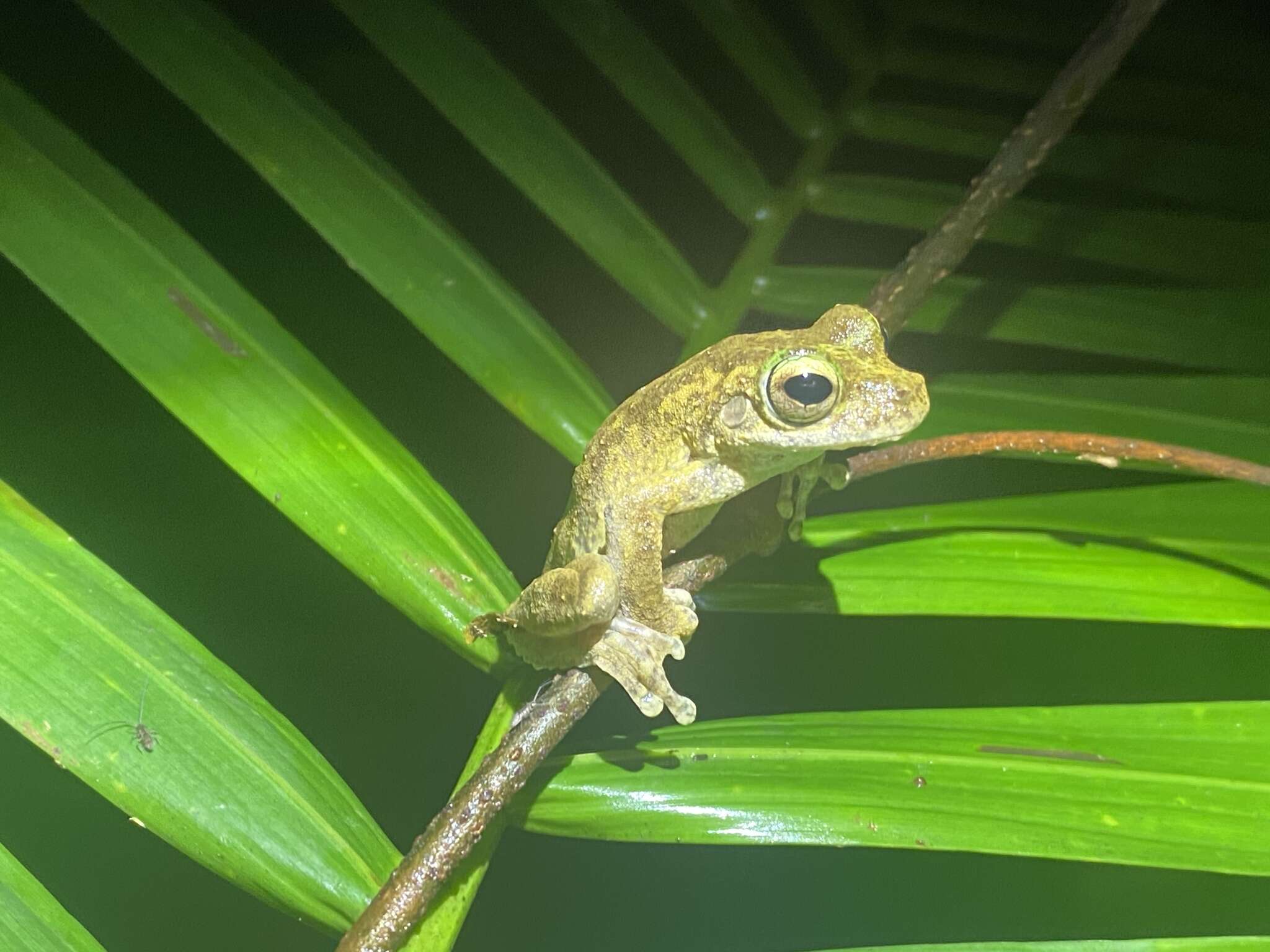 Image of Kuranda Tree Frog