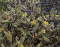 Image of Tetragonia pedunculata Phil.