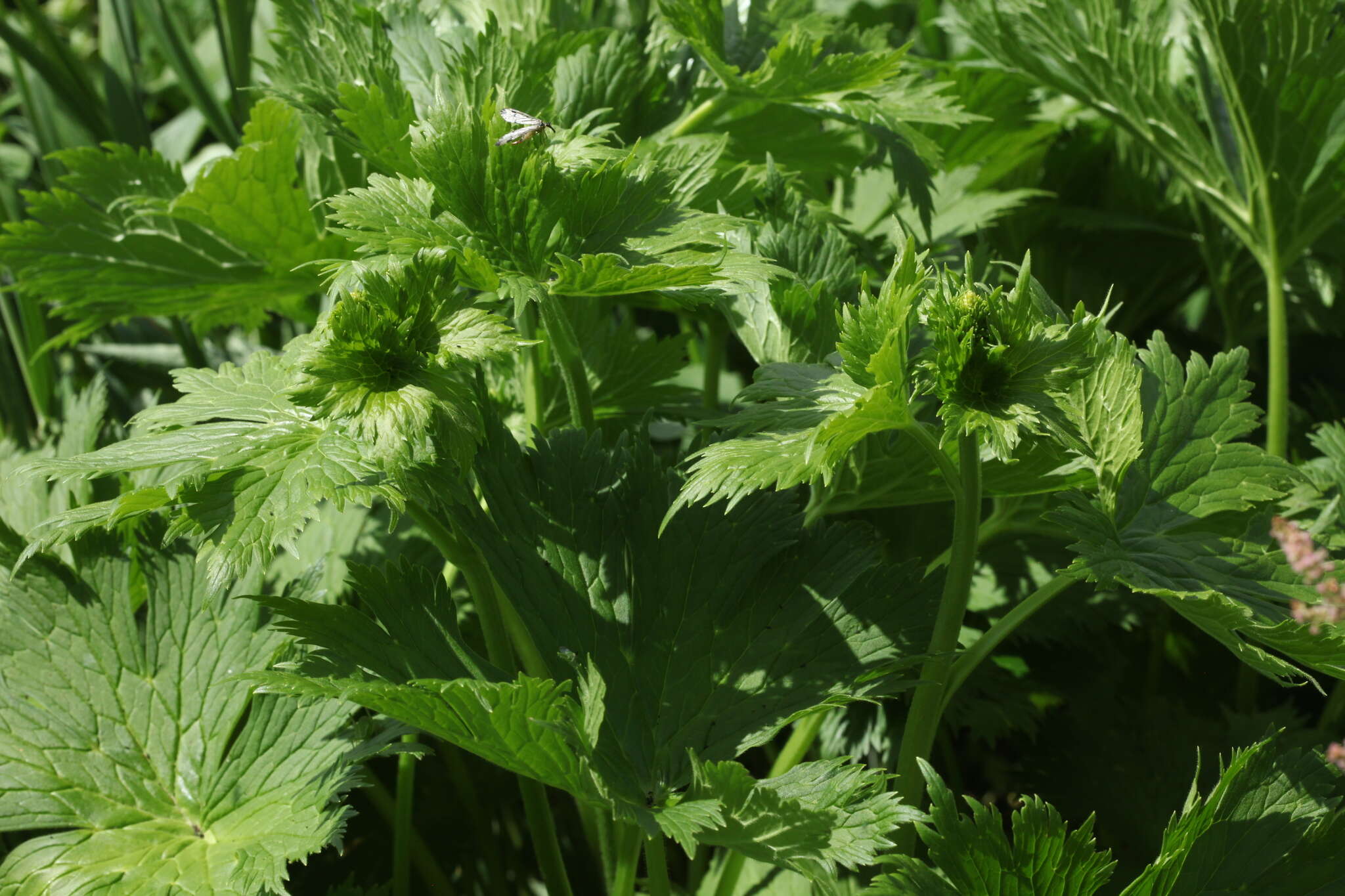 Aconitum orientale Mill.的圖片